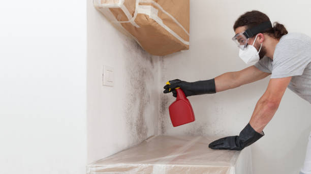 Professional Basement Mold Removal technician working in Township Of Washington, NJ