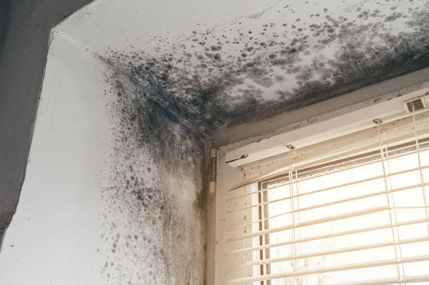 Affordable Basement Mold Removal solutions in Township Of Washington, NJ
